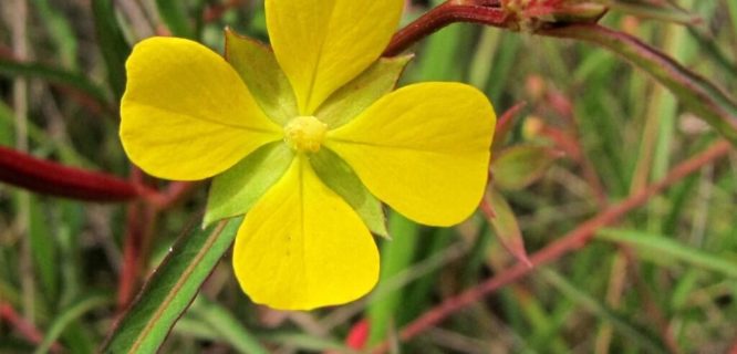 Ludwigia longifolia by Mauricio Mercadante is licensed under CC BY-NC-SA-2.0