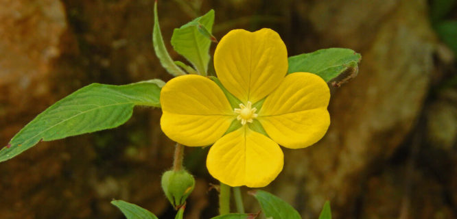 Ludwigia peruviana by jerryoldenettel is licensed under CC BY-NC-SA-2.0