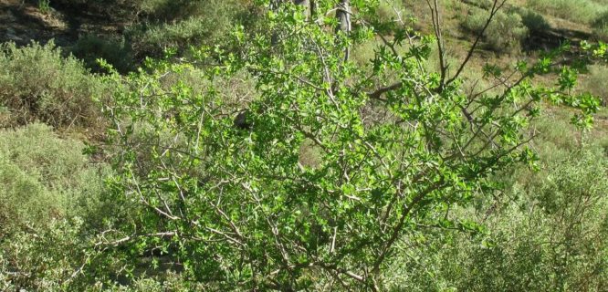 Lycium ferocissimum (African Boxthorn) weed by Arthur Chapman is licensed under CC BY-NC-SA-2.0