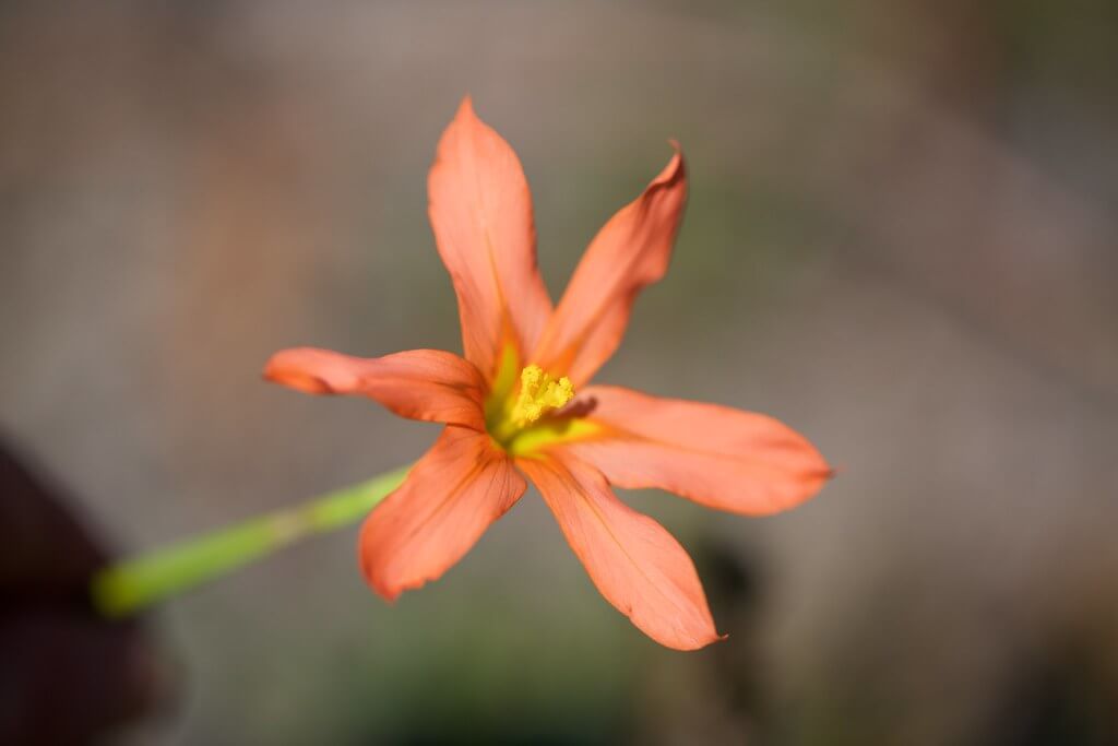 Cape Tulip, One-leaf Cape Tulip