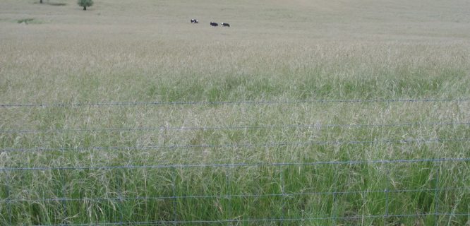 Nassella neesiana infestation2 Camden by Macleay Grass Man is licensed under CC BY-2.0