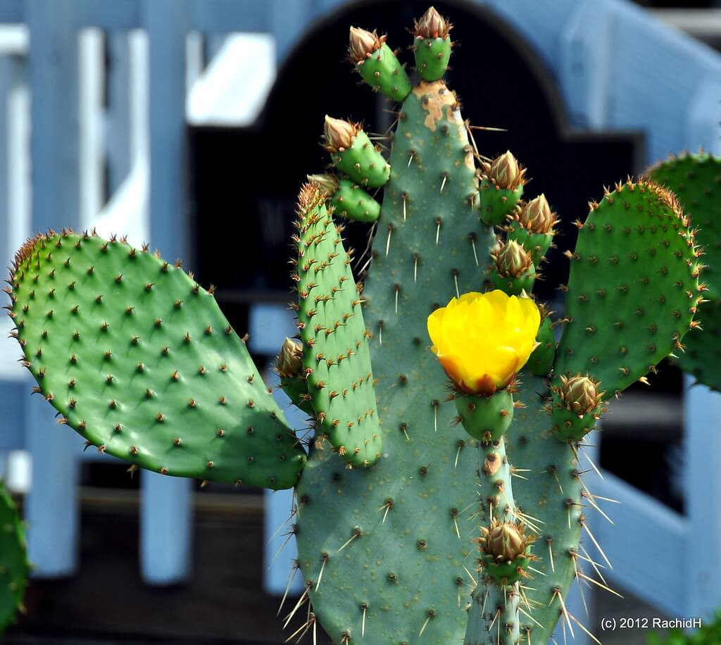 Tiger Pear, Jointed Prickly Pear