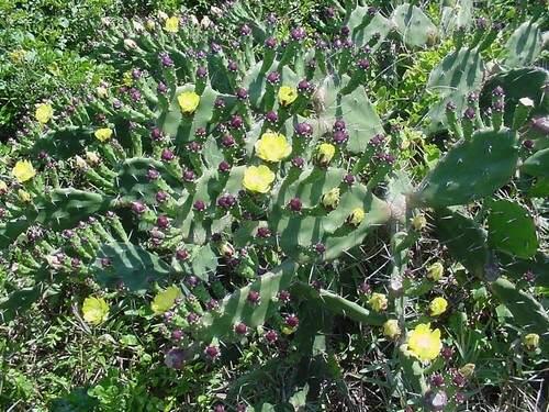 Drooping Prickly Pear, Drooping Tree Pear, Smooth Tree Pear, Barbary