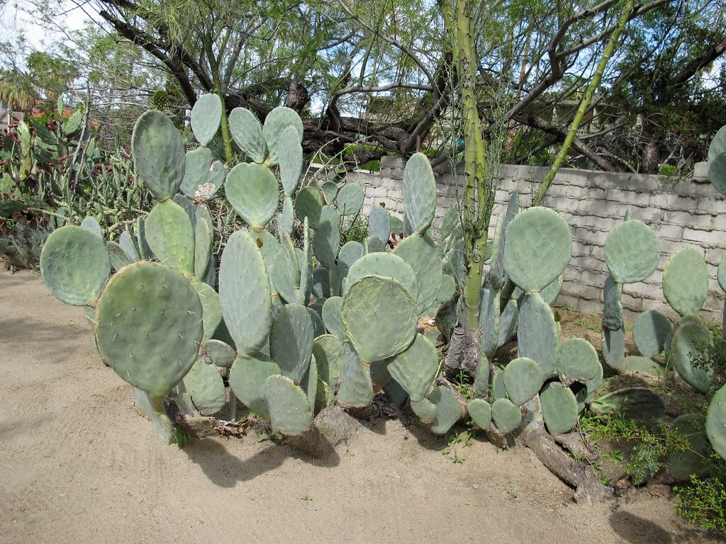 Wheel Cactus, Camuesa, Wheel-pear, Wheel Pear