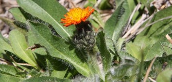 Orange Hawkweed, Hawkweed