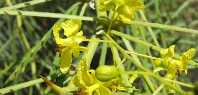 Fabaceae Parkinsonia aculeata Jerusalem thorn Flower Noxious weed DSCF2002 by Bill & Mark Bell is licensed under CC BY NC SA 2.0