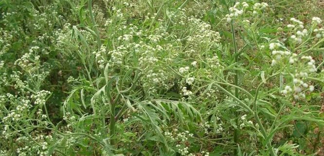 starr 050423 6650 Parthenium hysterophorus habit Auwahi Maui by Starr Environmental is licensed under CC BY-2.0