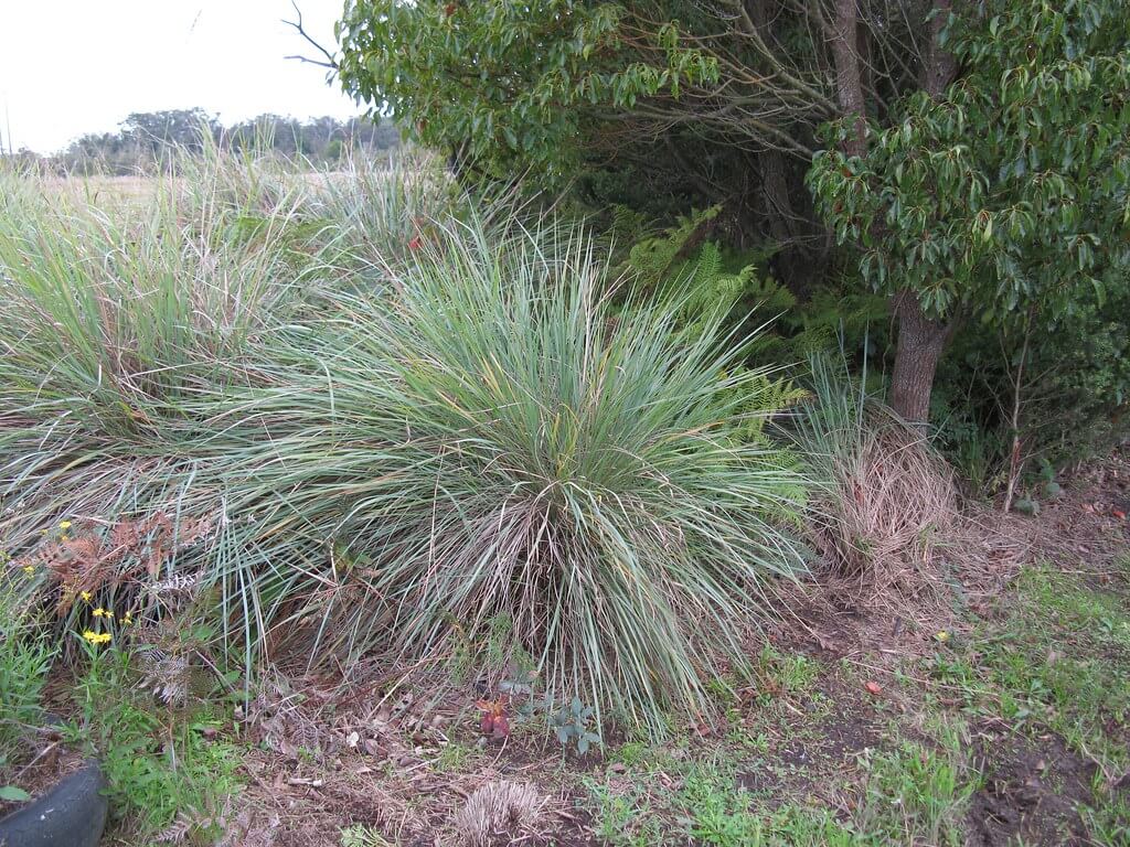 Tussock Paspalum, Goldentop Grass