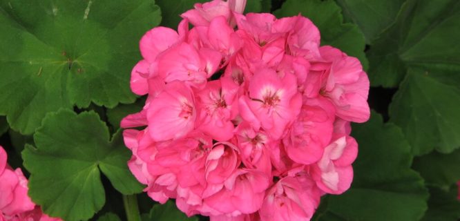 Garden geranium by Matt N Charlotte is licensed under CC BY-NC-ND 2.0