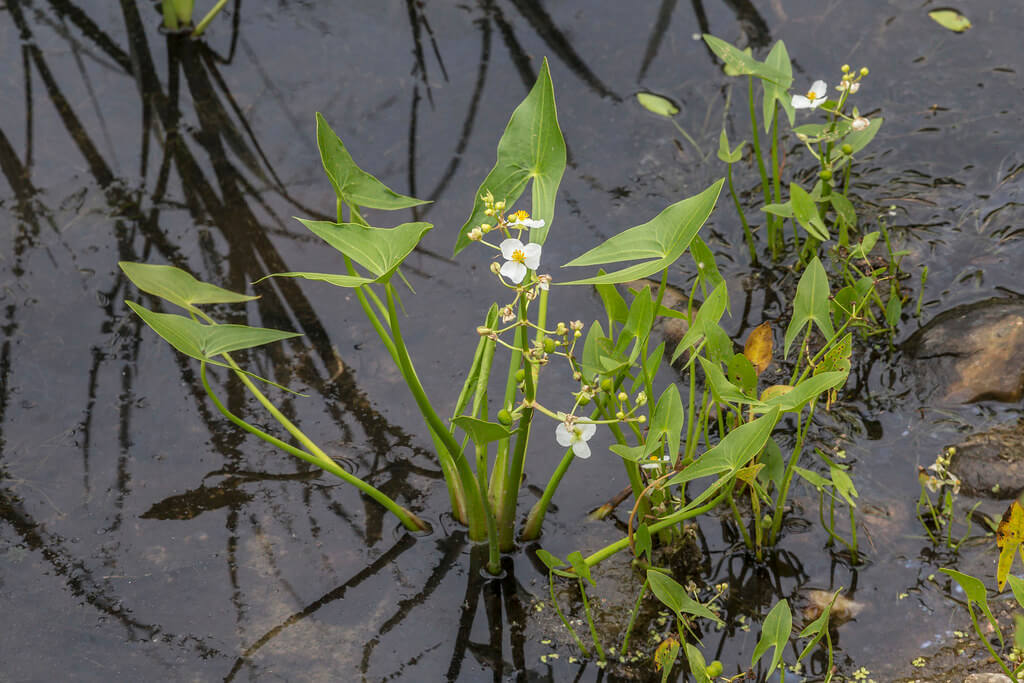 Arrowhead, Californian Arrowhead, Sagittaria