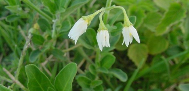 Salpichroa origanifolia by Marcia Stefani is licensed under CC BY 2.0