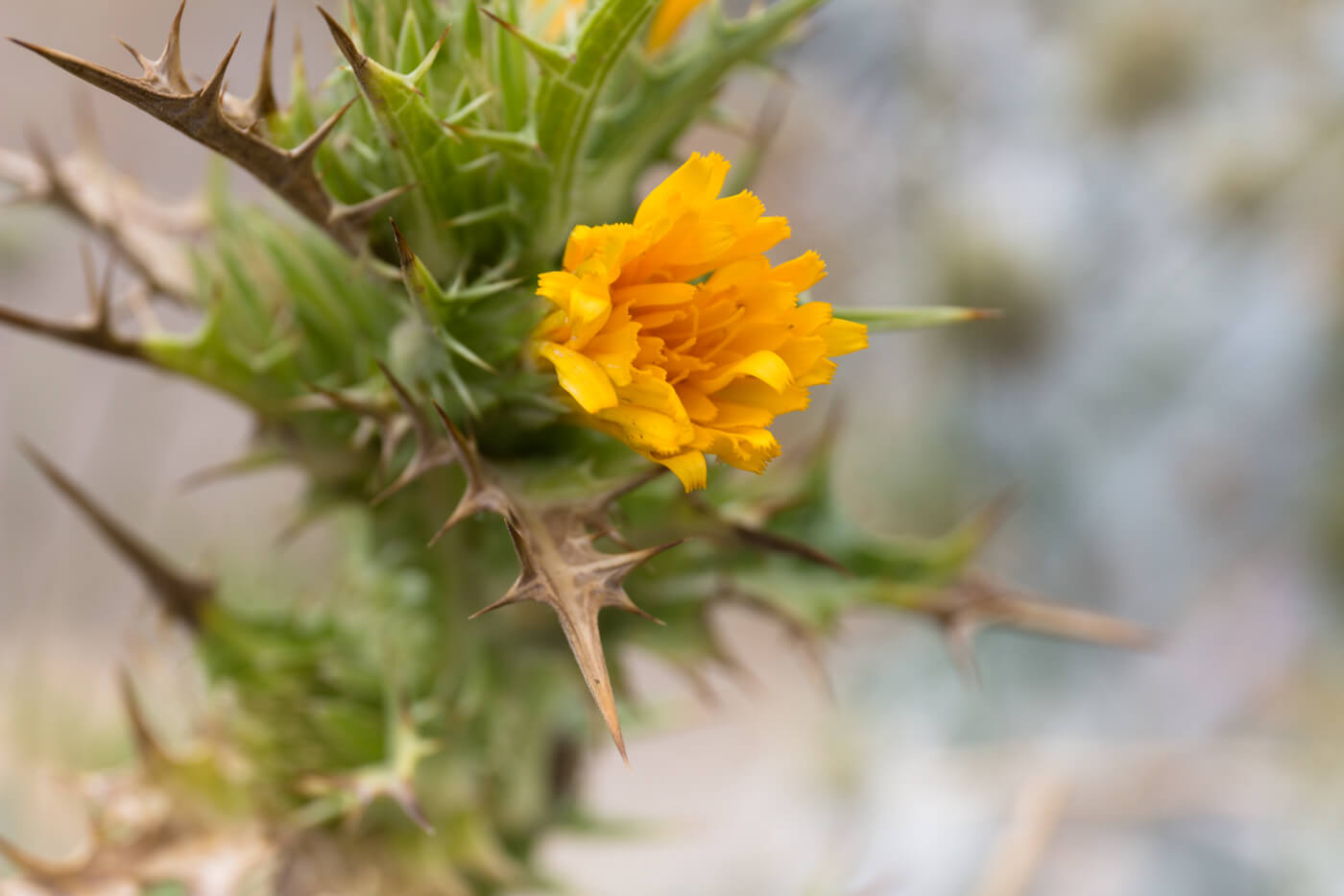 Golden Thistle, Spanish Salsify