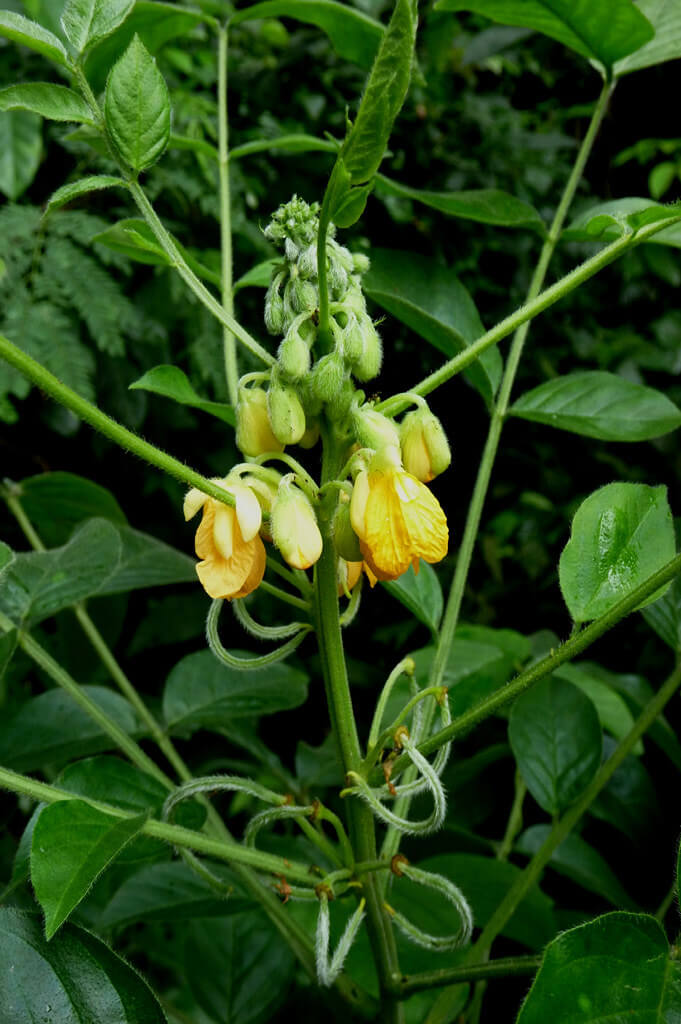 Hairy Senna, Sicklepod, Woolly Senna, Slimpod Glaberrima Senna, Woolly Wild Sensitive Plant, Shower Tree Senna, Stinking Cassia