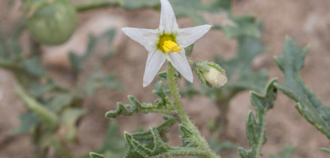 Cut-leaved Nightshade by Sauntering Photographer is licensed under CC BY-ND 2.0