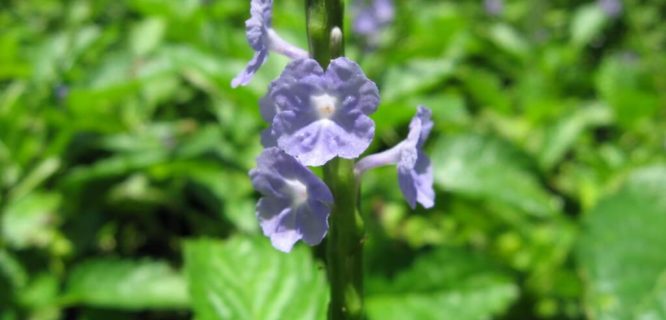 Blue Porterweed by SCCF Native Landscapes & Garden Center is licensed under CC BY-NC 2.0