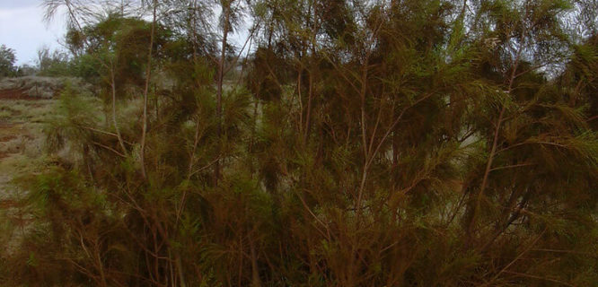 starr 030923-0211 Tamarix aphylla habit LZ1 Kahoolawe by Starr Environmental is licensed under CC BY2.0