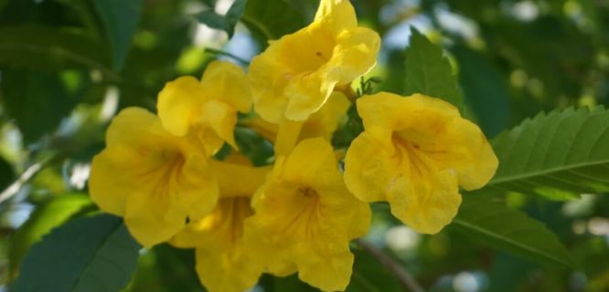 Tecoma Stans (Yellow Elder) by TreeWorld Wholesale is licensed under CC BY 2.0