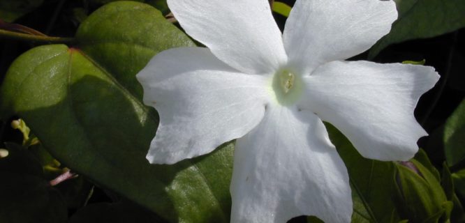 Starr-030415-0027-Thunbergia fragrans-flower-Wailuku-Maui (24548143661).jpg by Forest and Kim Starr is licensed under CC BY 3.0