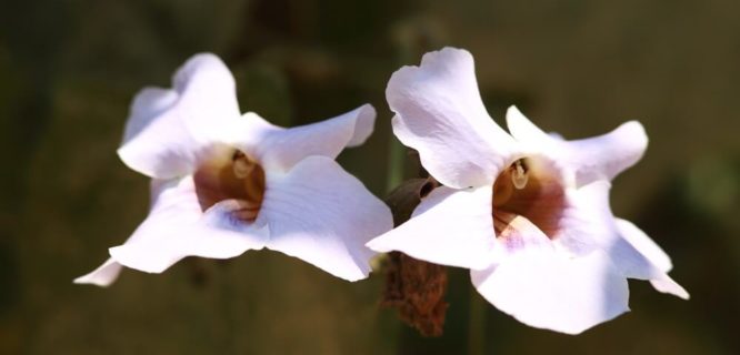 Thunbergia laurifolia by biodivinf is licensed under CC BY-NC-SA 2.0