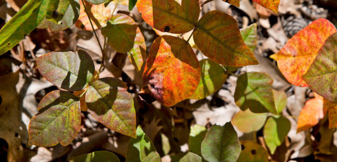 Poison Ivy (Toxicodendron radicans) by Plant Image Library is licensed under CC BY-SA 2.0