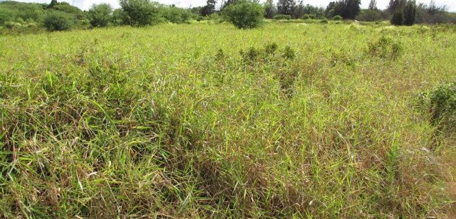 Starr-130702-5346-Urochloa mutica-habit-Kealia Pond-Maui (25099902402).jpg by Forest and Kim Starr is licensed under CC BY 3.0