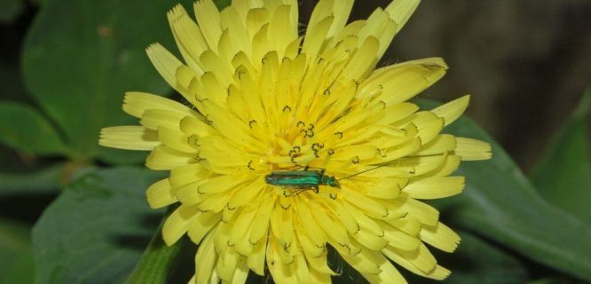 Asteraceae - Urospermum dalechampii-1 by Ettore Balocchi is licensed under CC BY 2.0