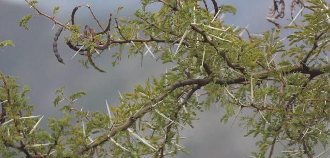 Vachellia karroo (Karoo Thorn) by Arthur Chapman is licensed under CC BY-NC-SA 2.0