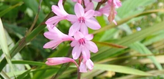 Watsonia_borbonica_borbonica_Jer_020612_1 by Enez35 is licensed under CC BY 2.0