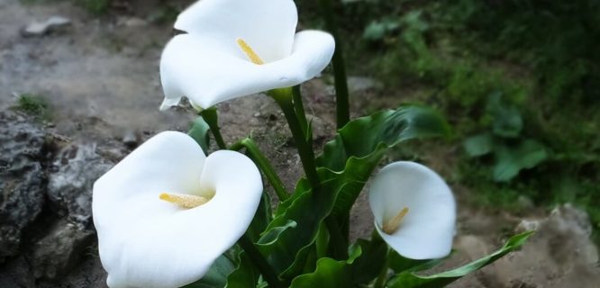 白花海芋 Zantedeschia aethiopica - panoramio.jpg by lienyuan lee is licensed under CC BY 3.0