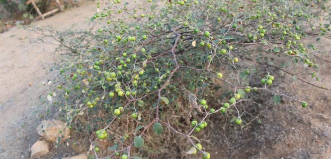 File:Ziziphus mauritiana 5.jpg by Shanmugamp7 is licensed under CC BY-SA 3.0