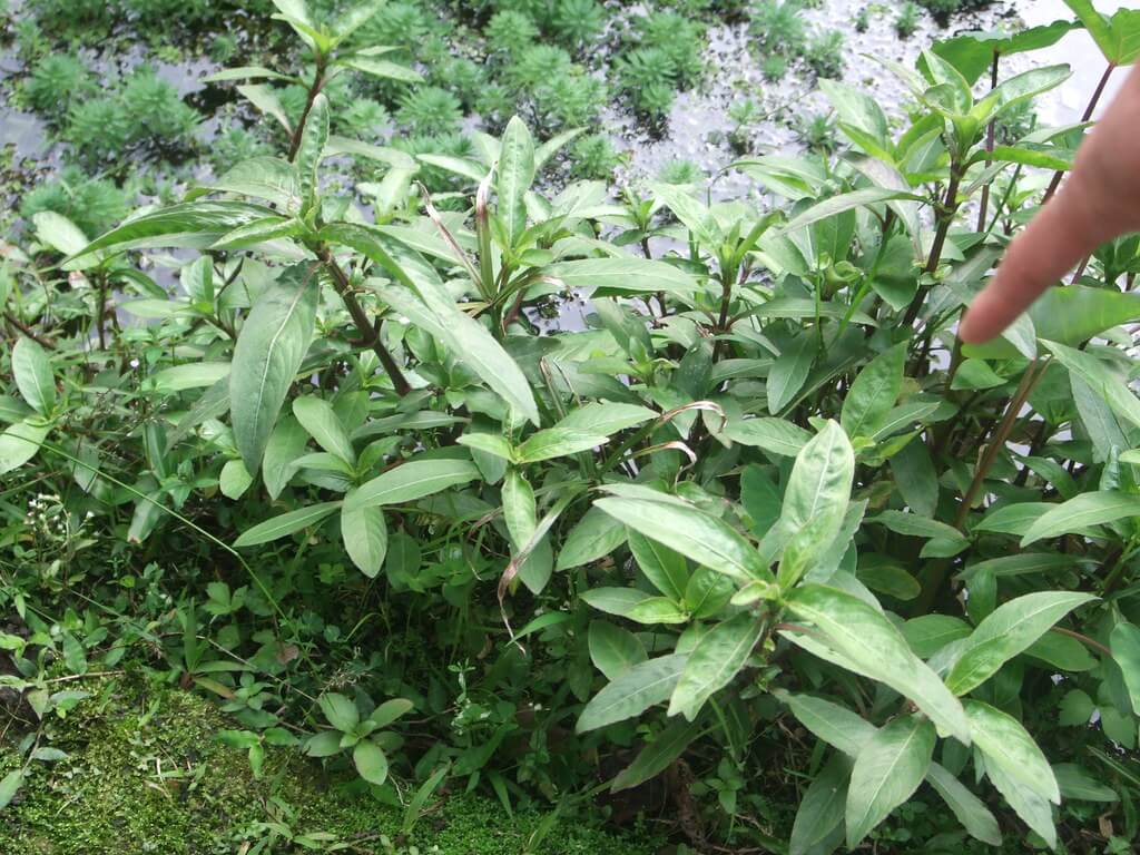 Hygrophila, Lake Hygrophila, Glush Weed, Gulf Swampweed, Temple Weed, Sword Leaf Stricta