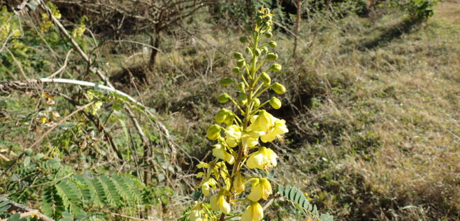 Mysore Thorn, Wait-a-while, cat’s claw, Mauritius thorn, toger stopper. Caesalpinia decapetala. Photo credit Mahomed Desai