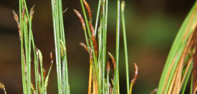 Eleocharis parodii Barros - Specimen Araújo, A.C. 1820 ID:6797 © RBG Kew https://creativecommons.org/licenses/by/3.0/ taken from https://powo.science.kew.org/taxon/urn:lsid:ipni.org:names:89784-2