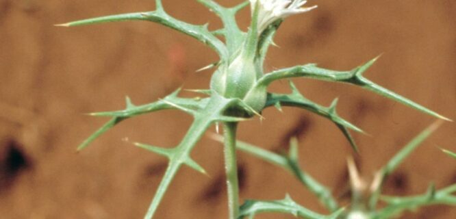 Glaucous Star Thistle, Whitestem Distaff Thistle, Distaff Thistle. Carthamus leucocaulos. Photo credit DAFWA from NSW WeedWise https://weeds.dpi.nsw.gov.au/Weeds/Details/61