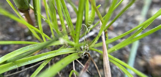 Subterranean Cape Sedge. Trianoptiles solitaria. Photo 227376428, (c) ryanderoo, some rights reserved (CC BY-NC) https://www.inaturalist.org/photos/227376428