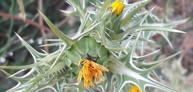 Spotted Thistle, Spotted Golden Thistle. Scolymus maculatus. Photo 72940782, (c) Tchaylet Handel (Blue), some rights reserved (CC BY)