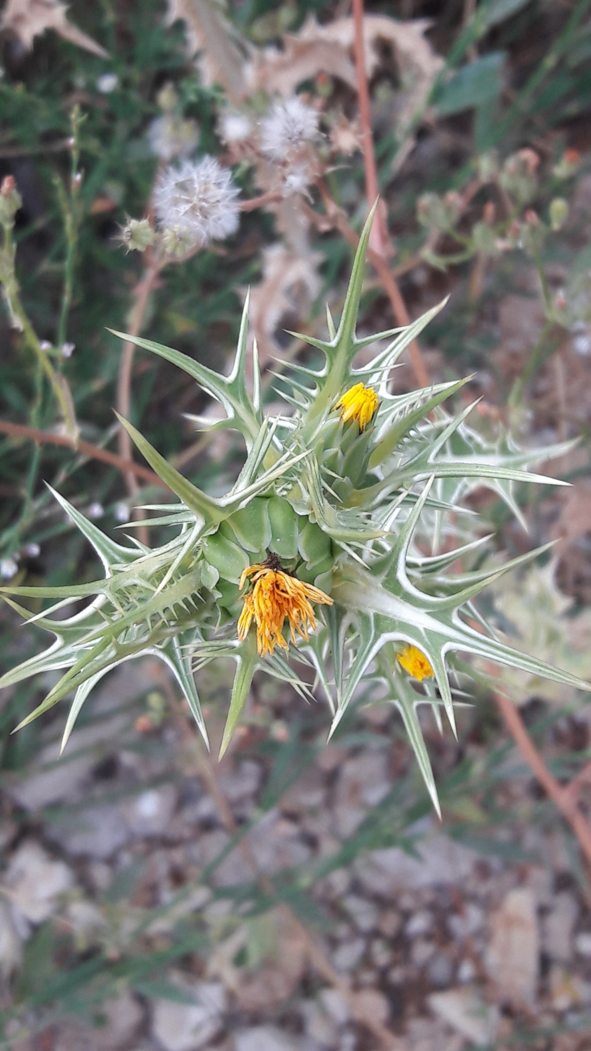 Spotted Thistle, Spotted Golden Thistle