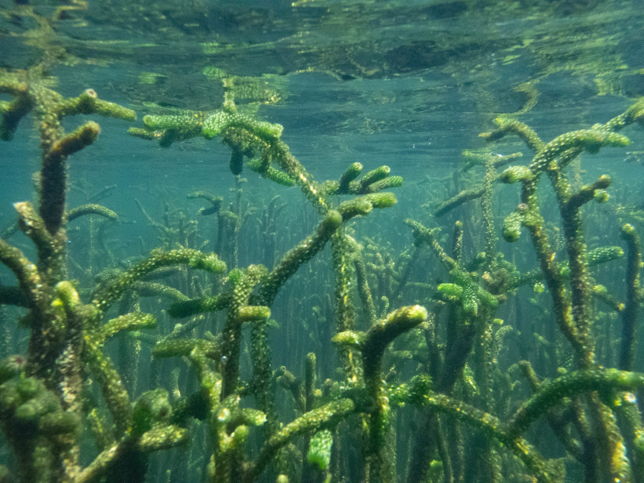 Lagarosiphon, Oxygen Weed Weeds Australia