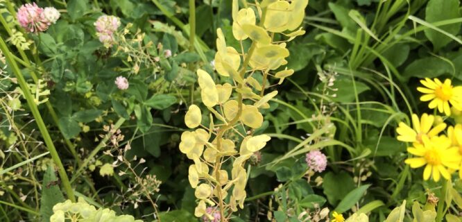 Penny Cres, Frenchweed, Devil Weed, dish Mustard, Wild Garlic. Thlaspi arvense. Photo 132957225, (c) Daniel S. Katz, some rights reserved (CC BY)