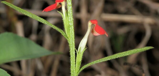 Witchweed. Striga ssp (other than native species). Photo 15451336, (c) Wynand Uys, some rights reserved (CC BY)