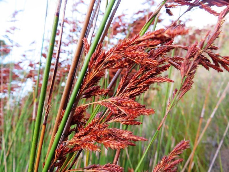 Thatching Reed, Albertinia Thatching Reed, Dekriet (South Africa)