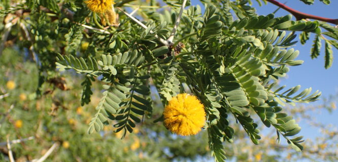 Giraffe Thorn, Camel Thorn, Camelthorn, Transvaal Camelthorn, Camelthorn Acacia, Camel-thorn Acacia, Camel Thorn Acacia, Green Camel Thorn, Mimosa, African Acacia, Kameeldoring. Vachellia erioloba. Photo 164772579, (c) Mahomed Desai, some rights reserved (CC BY)