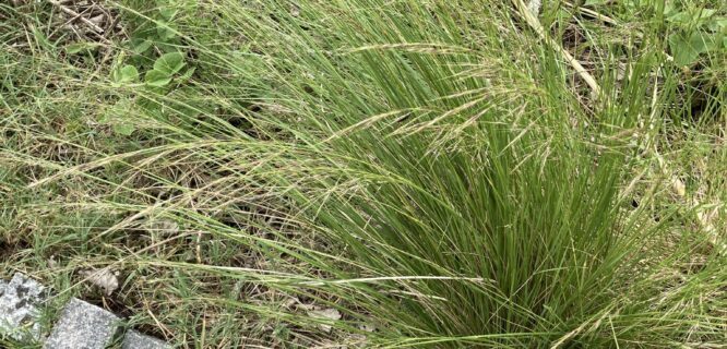 Narrow Kernel Epartillo, Epartillo. Amelichloa brachychaeta (Stipa brachychaeta). Photo 167174113, (c) Facundo Chieffo, some rights reserved (CC BY)