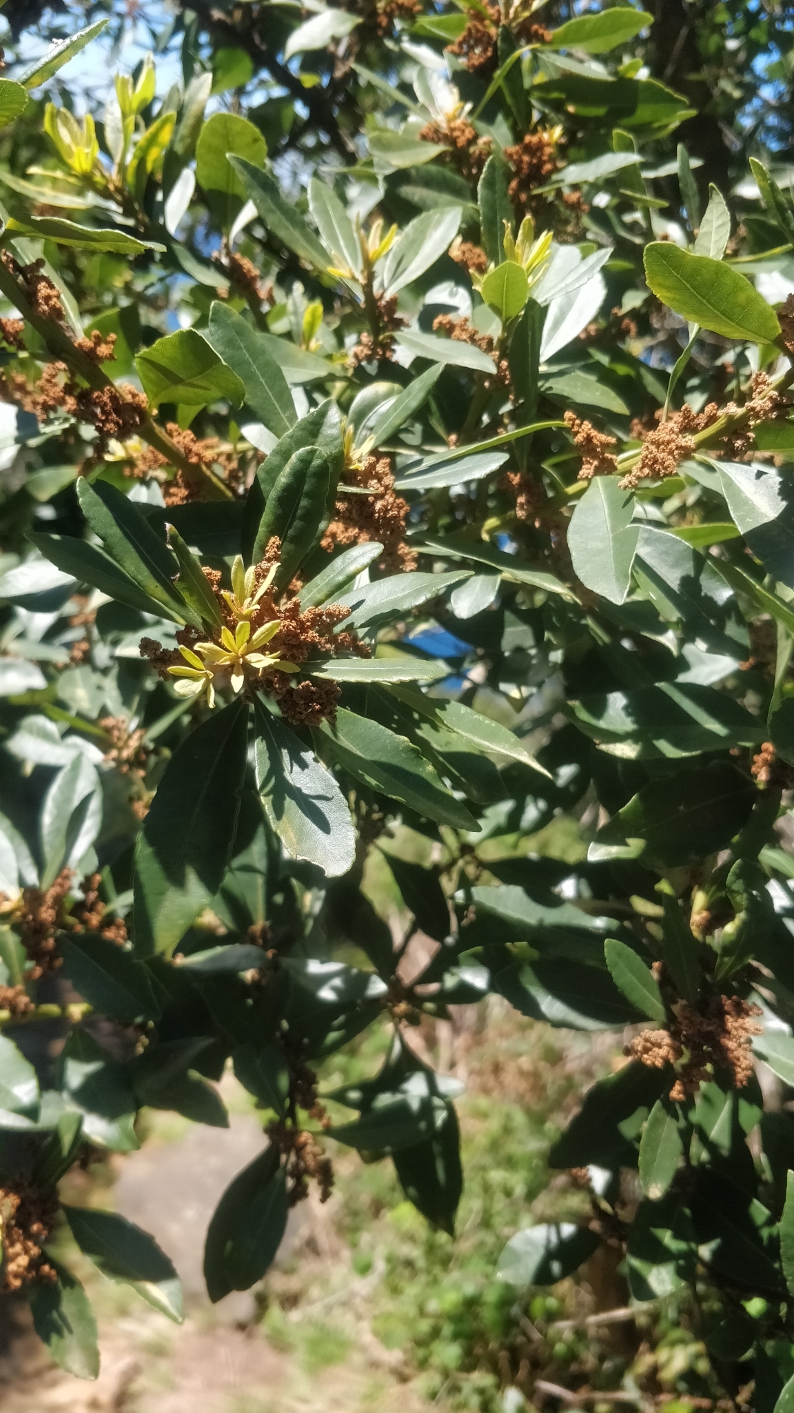 Myrica, Fire Tree, Faya Tree, Firebush, Candleberry Myrtle