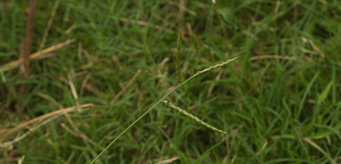 Thurston Grass, Common Signal Grass, Urochloa glumaris. Photo Photo 247049626, (c) Kevin Faccenda, some rights reserved (CC BY)