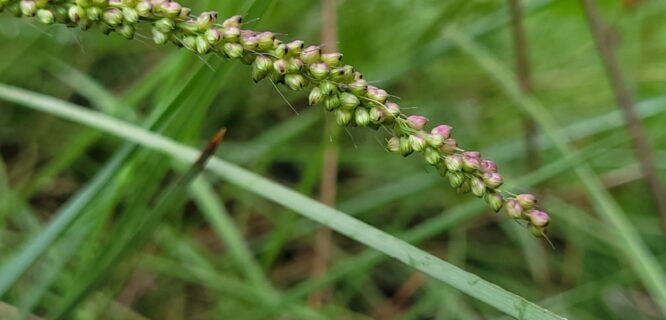 Uruguayan Rice grass, Piptochaetium. Piptochaetium montevidense. Photo 255146762, (c) Lucas Costa, some rights reserved (CC BY-NC) https://www.inaturalist.org/photos/255146762