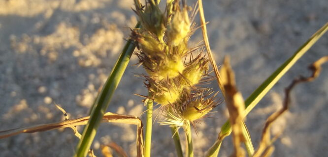 Fine-bristled Burr-grass, Brown’s Burgrass. Cenchrus brownii. Photo 6285497, (c) J. Fernando Pío León, some rights reserved (CC BY-NC) https://www.inaturalist.org/photos/6285497