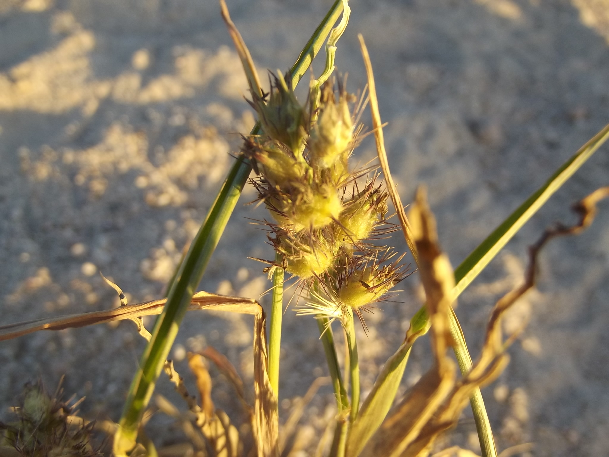 Fine bristled Burr grass Brown s Burgrass Brown s Sandbur Burr grass 