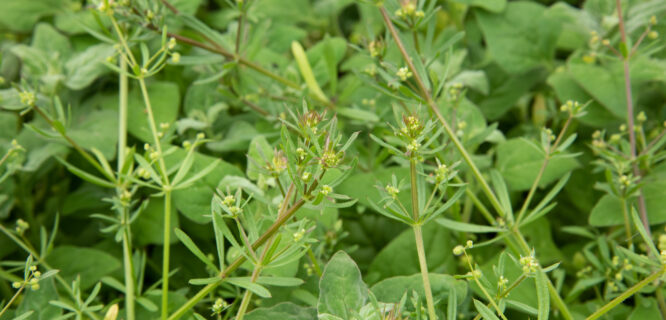 Stickywilly, Marin County Bedstraw, Galium spurium. Photo 65588294, (c) Cheng-Tao Lin, some rights reserved (CC BY)