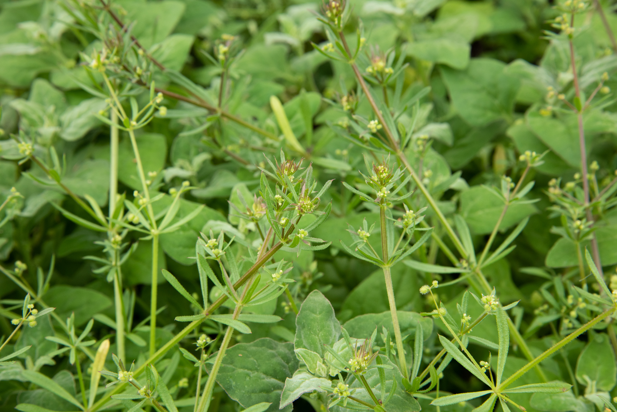 False Cleavers, Stickywilly, Marin County Bedstraw